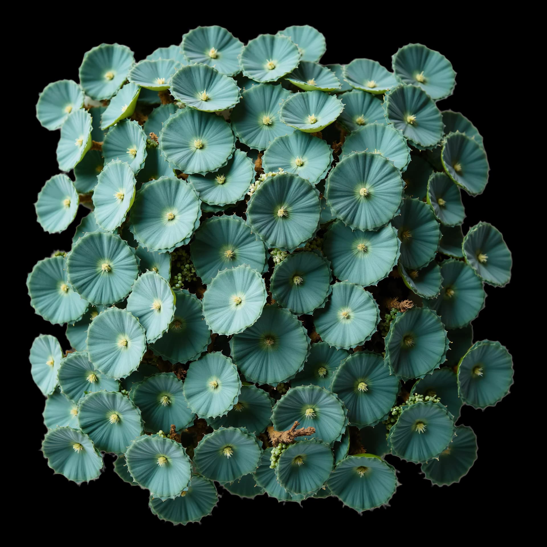 Forest — Eucalyptus baby blue