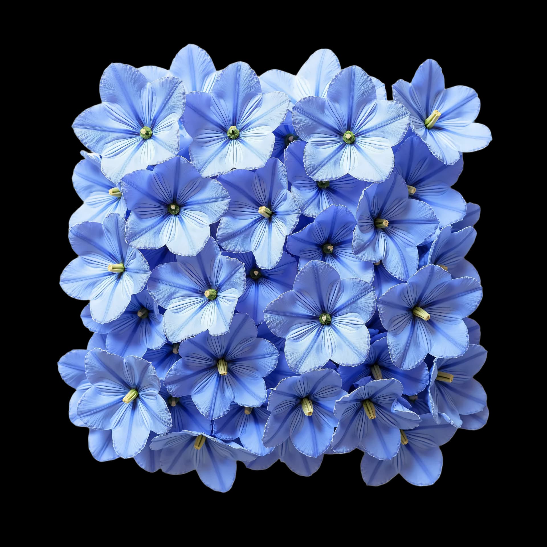 Periwinkle — Delphinium elatum