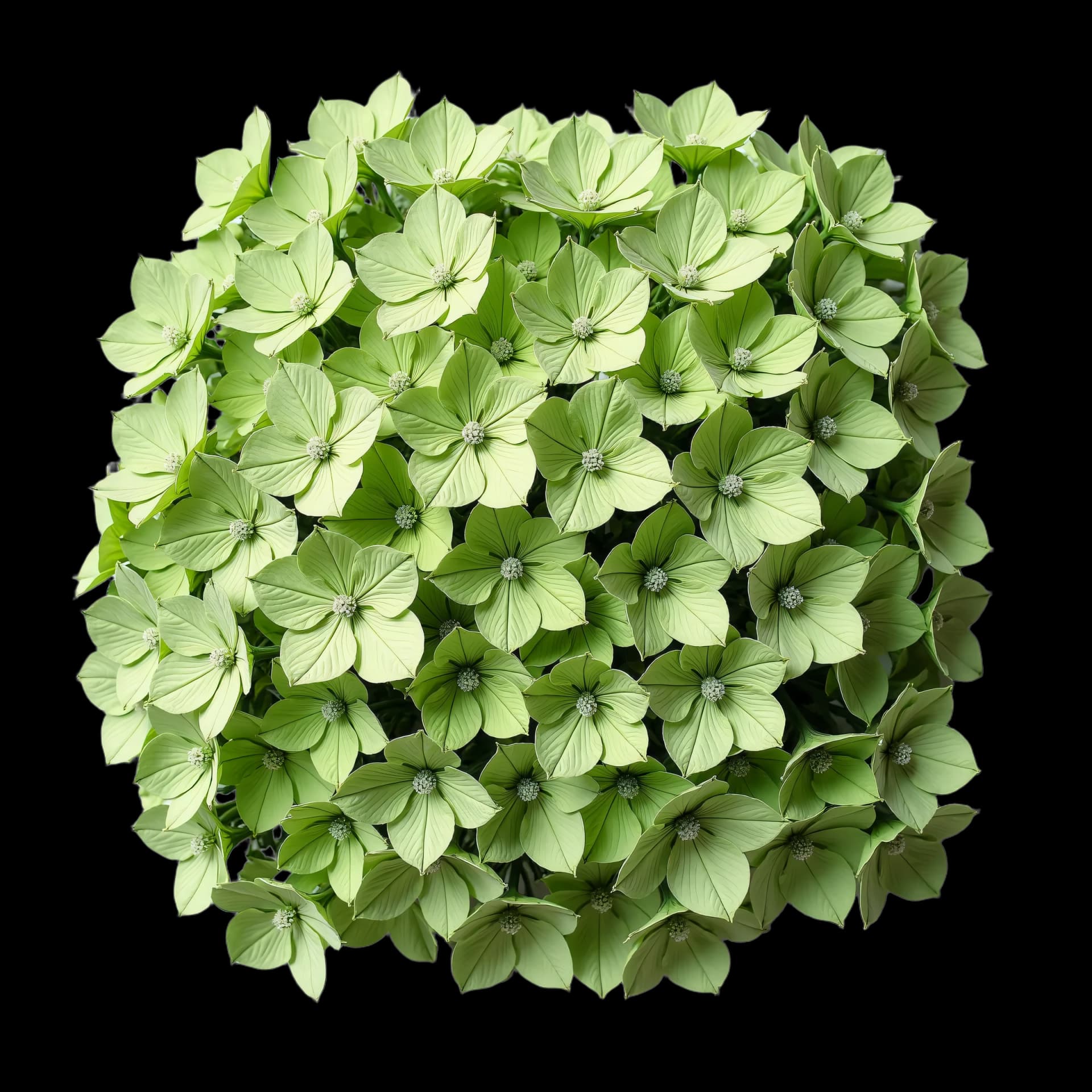 Sage — Hydrangea macrophylla