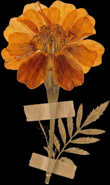 Flor de cempasúchil prensada, la flor mexicana del otoño, en los ramos de Andrea Garibay