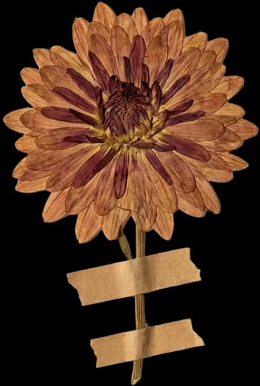 Crisantemo bronce y vino prensado, flor de otoño de la colección de Andrea Garibay