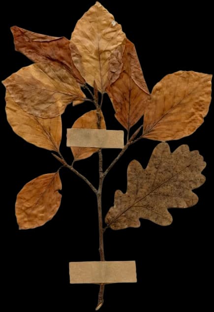 Rama de hojas secas de roble y haya prensadas, follaje de los ramos de otoño